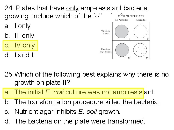 24. Plates that have only amp-resistant bacteria growing include which of the following? a.