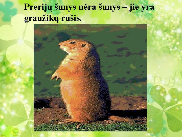 Prerijų šunys nėra šunys – jie yra graužikų rūšis. 