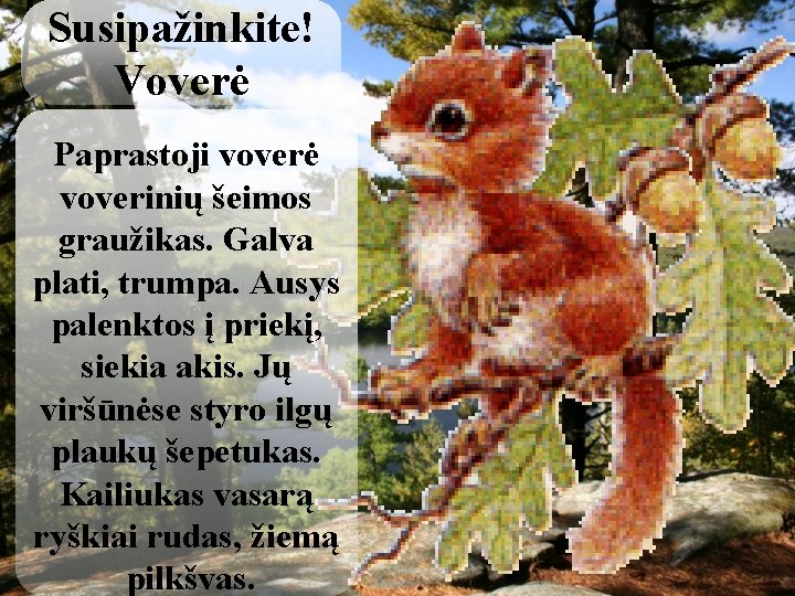 Susipažinkite! Voverė Paprastoji voverė voverinių šeimos graužikas. Galva Susipažinkite! plati, trumpa. Ausys Voverė palenktos