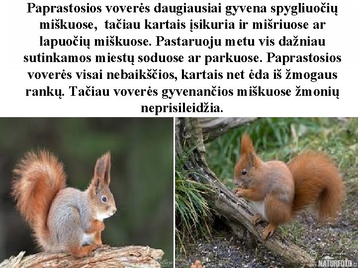 Paprastosios voverės daugiausiai gyvena spygliuočių miškuose, tačiau kartais įsikuria ir mišriuose ar lapuočių miškuose.