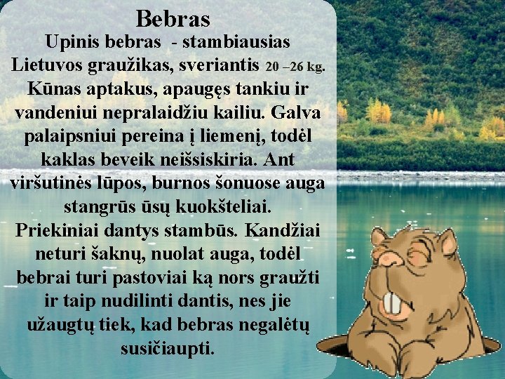 Bebras Upinis bebras - stambiausias Lietuvos graužikas, sveriantis 20 – 26 kg. Kūnas aptakus,