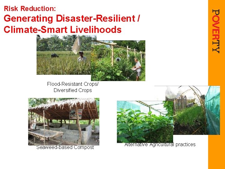 Risk Reduction: Generating Disaster-Resilient / Climate-Smart Livelihoods Flood-Resistant Crops/ Diversified Crops Seaweed-based Compost Alternative