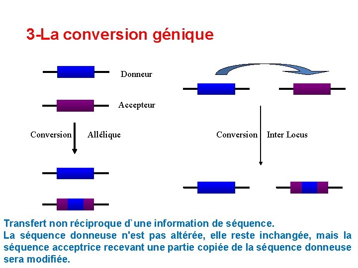3 -La conversion génique Donneur Accepteur Conversion Allélique Conversion Inter Locus Transfert non réciproque 3 -La conversion génique Donneur Accepteur Conversion Allélique Conversion Inter Locus Transfert non réciproque
