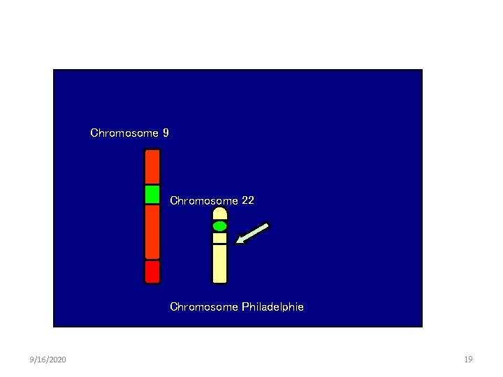 Chromosome 9 Chromosome 22 Chromosome Philadelphie 9/16/2020 19 Chromosome 9 Chromosome 22 Chromosome Philadelphie 9/16/2020 19