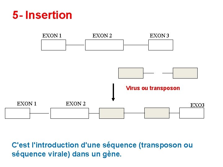 5 - Insertion EXON 1 EXON 2 EXON 3 Virus ou transposon EXON 1 5 - Insertion EXON 1 EXON 2 EXON 3 Virus ou transposon EXON 1