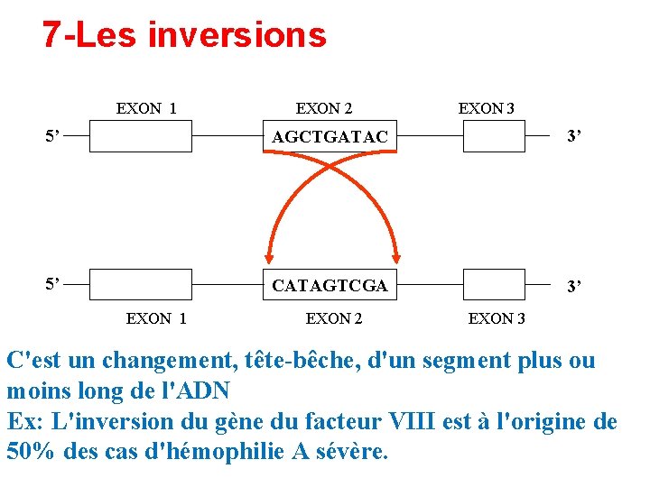 7 -Les inversions EXON 1 EXON 2 EXON 3 5’ AGCTGATAC 3’ 5’ CATAGTCGA 7 -Les inversions EXON 1 EXON 2 EXON 3 5’ AGCTGATAC 3’ 5’ CATAGTCGA