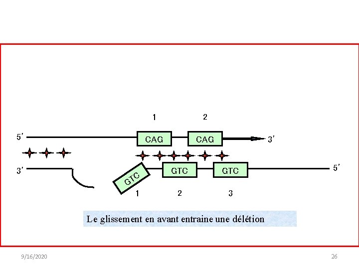 5’ 3’ C GT 1 1 2 CAG 3’ GTC 2 3 5’ Le 5’ 3’ C GT 1 1 2 CAG 3’ GTC 2 3 5’ Le