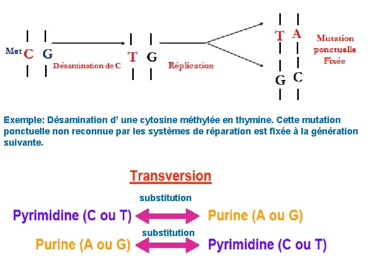 Exemple: Désamination d’ une cytosine méthylée en thymine. Cette mutation ponctuelle non reconnue par Exemple: Désamination d’ une cytosine méthylée en thymine. Cette mutation ponctuelle non reconnue par