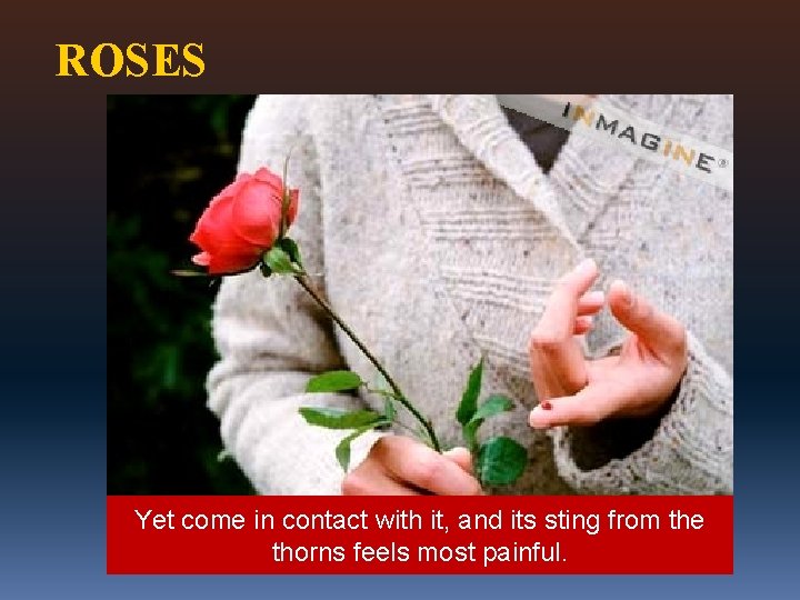 ROSES The of in a rose bush seems innocent; as Yetlook come contact with