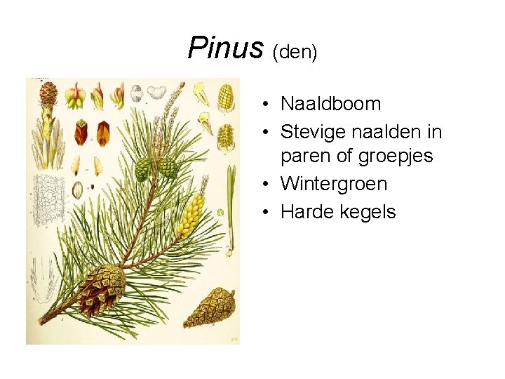 Pinus (den) • Naaldboom • Stevige naalden in paren of groepjes • Wintergroen •