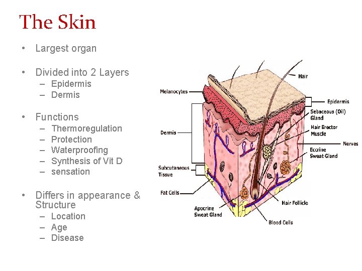 The Skin • Largest organ • Divided into 2 Layers – Epidermis – Dermis