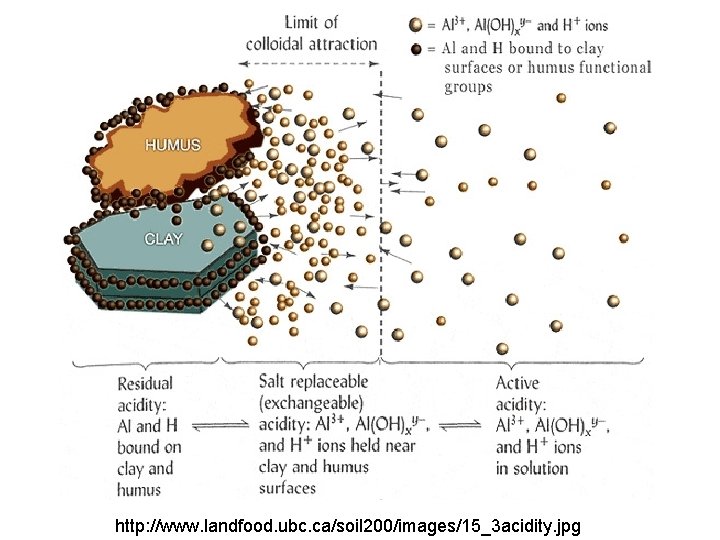 http: //www. landfood. ubc. ca/soil 200/images/15_3 acidity. jpg http: //www. landfood. ubc. ca/soil 200/images/15_3 acidity. jpg