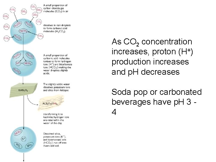As CO 2 concentration increases, proton (H+) production increases and p. H decreases Soda As CO 2 concentration increases, proton (H+) production increases and p. H decreases Soda