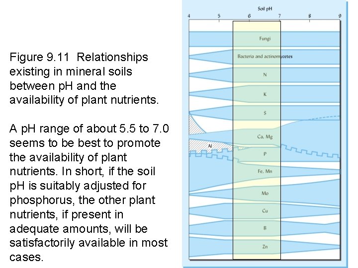 Figure 9. 11 Relationships existing in mineral soils between p. H and the availability Figure 9. 11 Relationships existing in mineral soils between p. H and the availability