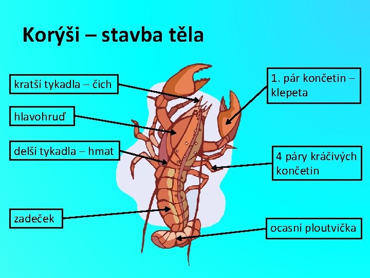 Korýši – stavba těla kratší tykadla – čich 1. pár končetin – klepeta hlavohruď