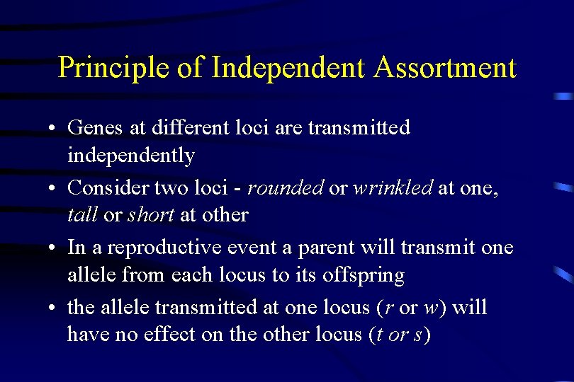 Principle of Independent Assortment • Genes at different loci are transmitted independently • Consider