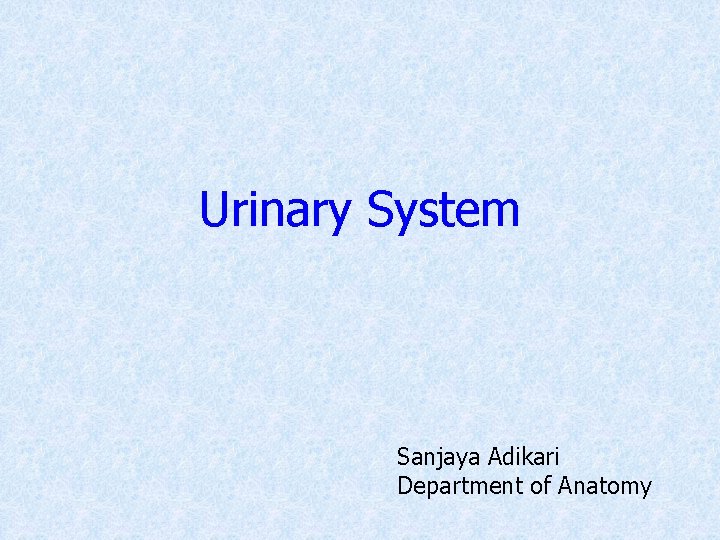 Urinary System Sanjaya Adikari Department of Anatomy 