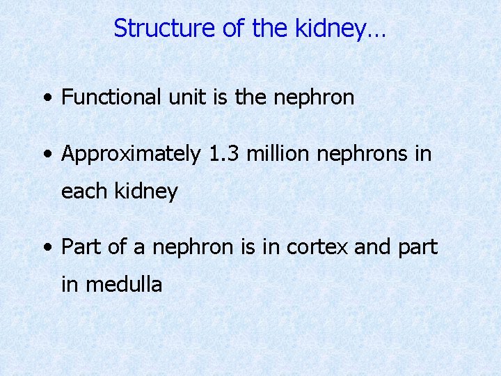 Structure of the kidney… • Functional unit is the nephron • Approximately 1. 3