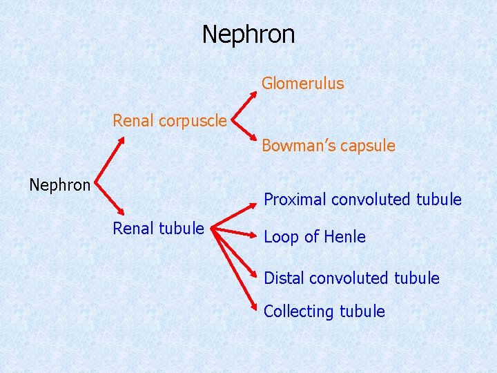 Nephron Glomerulus Renal corpuscle Bowman’s capsule Nephron Proximal convoluted tubule Renal tubule Loop of