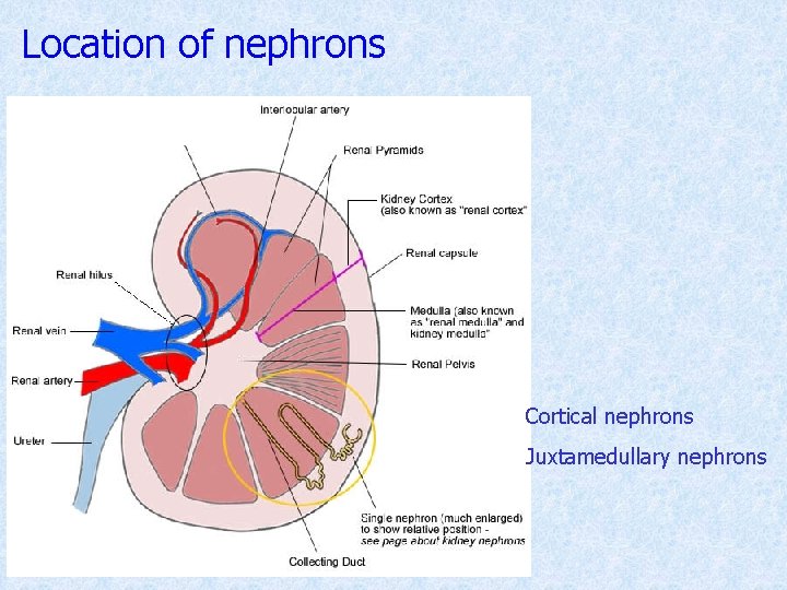 Location of nephrons Cortical nephrons Juxtamedullary nephrons 