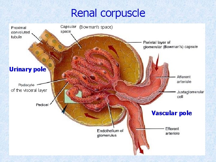 Renal corpuscle (Bowman’s space) Urinary pole of the visceral layer Vascular pole 