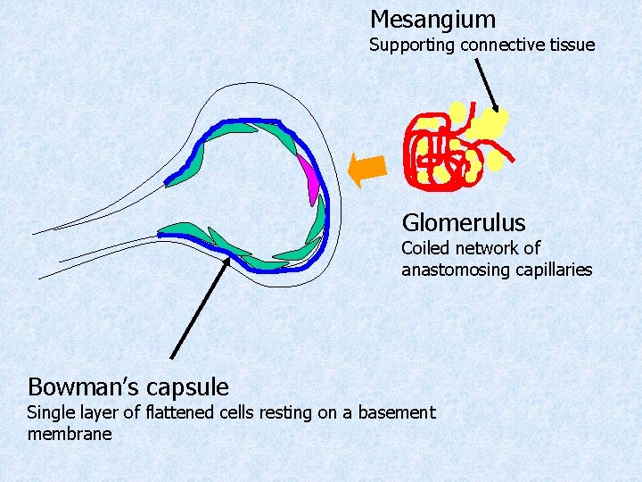 Mesangium Supporting connective tissue Glomerulus Coiled network of anastomosing capillaries Bowman’s capsule Single layer