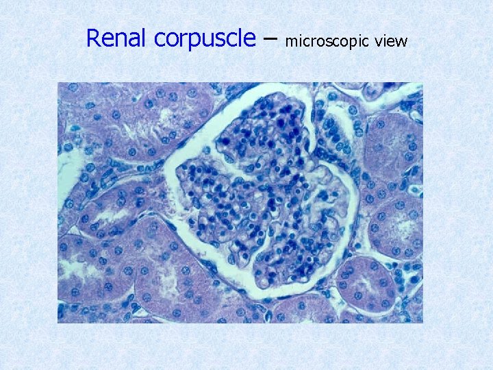 Renal corpuscle – microscopic view 