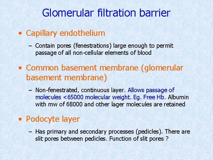Glomerular filtration barrier • Capillary endothelium – Contain pores (fenestrations) large enough to permit