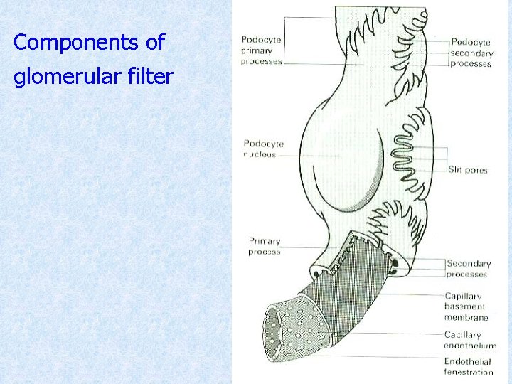 Components of glomerular filter 