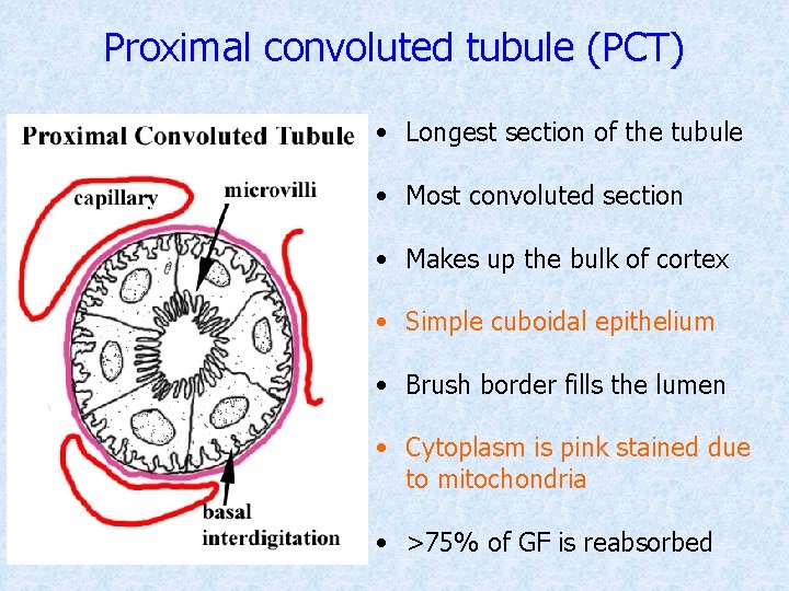 Proximal convoluted tubule (PCT) • Longest section of the tubule • Most convoluted section