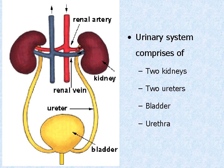  • Urinary system comprises of – Two kidneys – Two ureters – Bladder