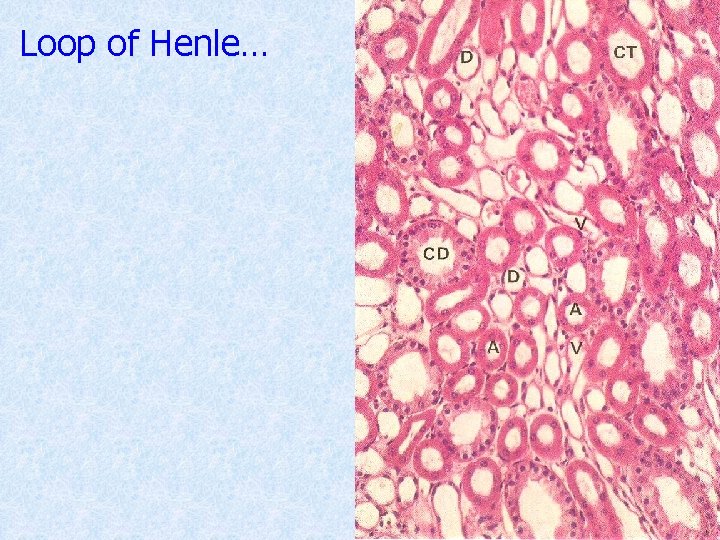 Loop of Henle… 