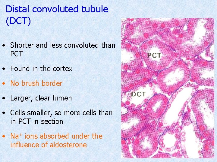 Distal convoluted tubule (DCT) • Shorter and less convoluted than PCT • Found in
