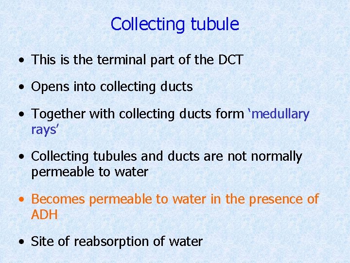 Collecting tubule • This is the terminal part of the DCT • Opens into