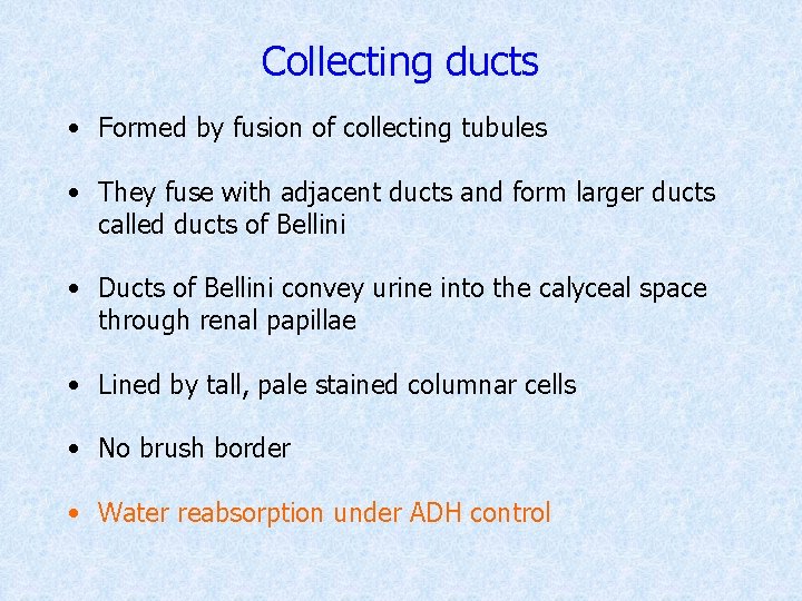 Collecting ducts • Formed by fusion of collecting tubules • They fuse with adjacent