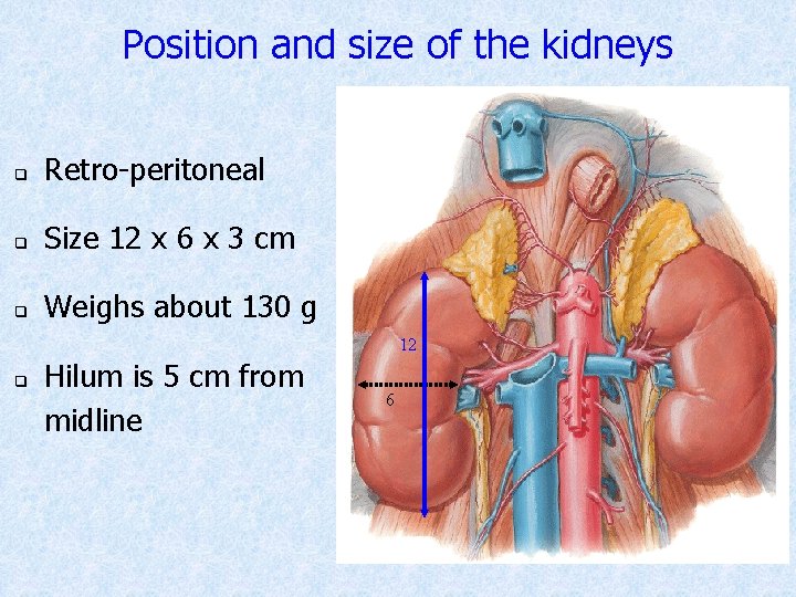 Position and size of the kidneys q Retro-peritoneal q Size 12 x 6 x