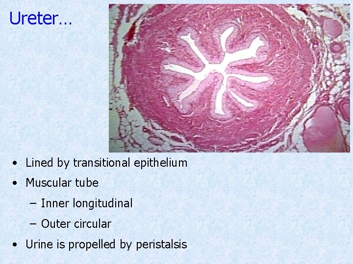 Ureter… • Lined by transitional epithelium • Muscular tube – Inner longitudinal – Outer