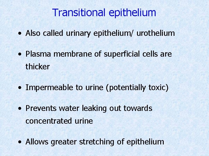 Transitional epithelium • Also called urinary epithelium/ urothelium • Plasma membrane of superficial cells