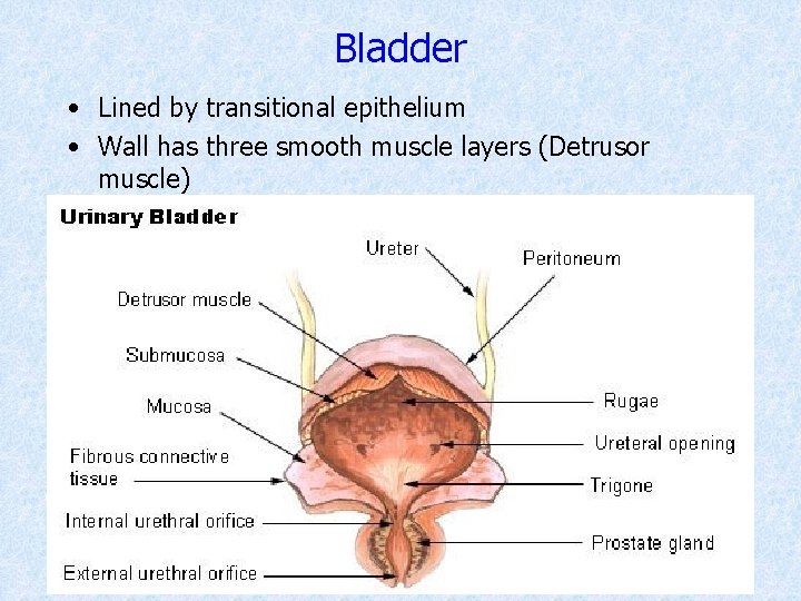 Bladder • Lined by transitional epithelium • Wall has three smooth muscle layers (Detrusor