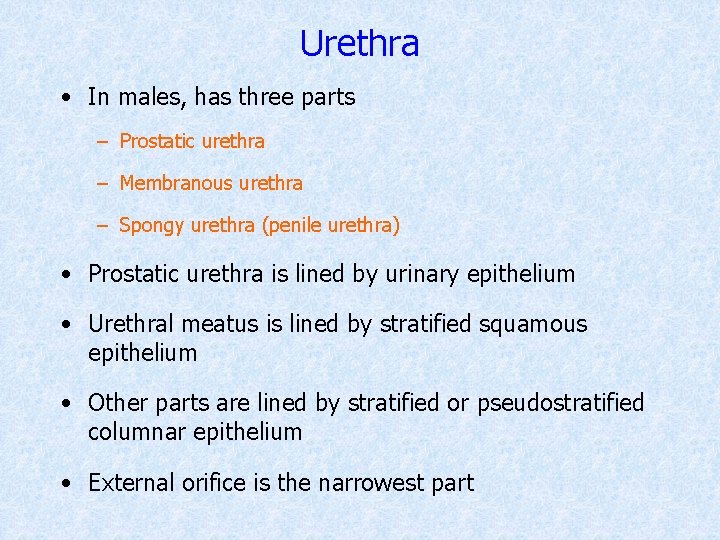 Urethra • In males, has three parts – Prostatic urethra – Membranous urethra –