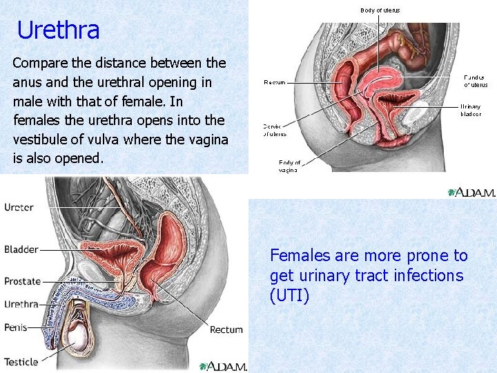 Urethra Compare the distance between the anus and the urethral opening in male with