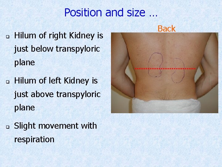 Position and size … q Hilum of right Kidney is just below transpyloric plane