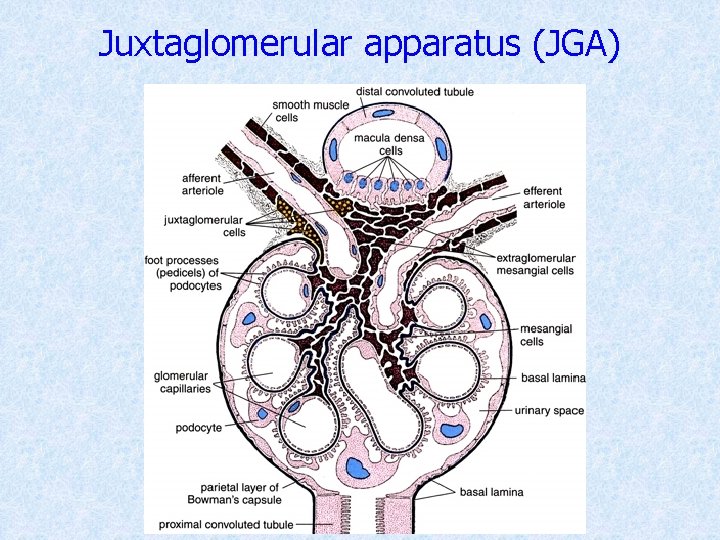 Juxtaglomerular apparatus (JGA) 