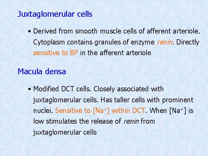 Juxtaglomerular cells • Derived from smooth muscle cells of afferent arteriole. Cytoplasm contains granules
