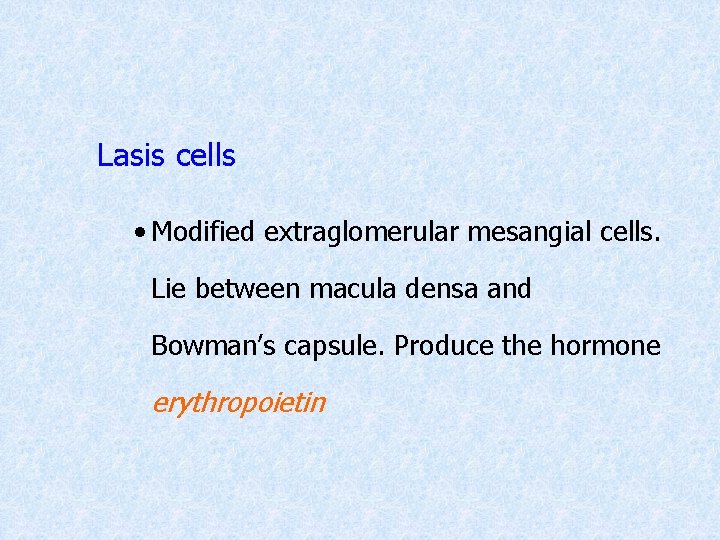 Lasis cells • Modified extraglomerular mesangial cells. Lie between macula densa and Bowman’s capsule.