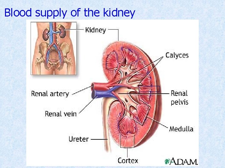 Blood supply of the kidney 