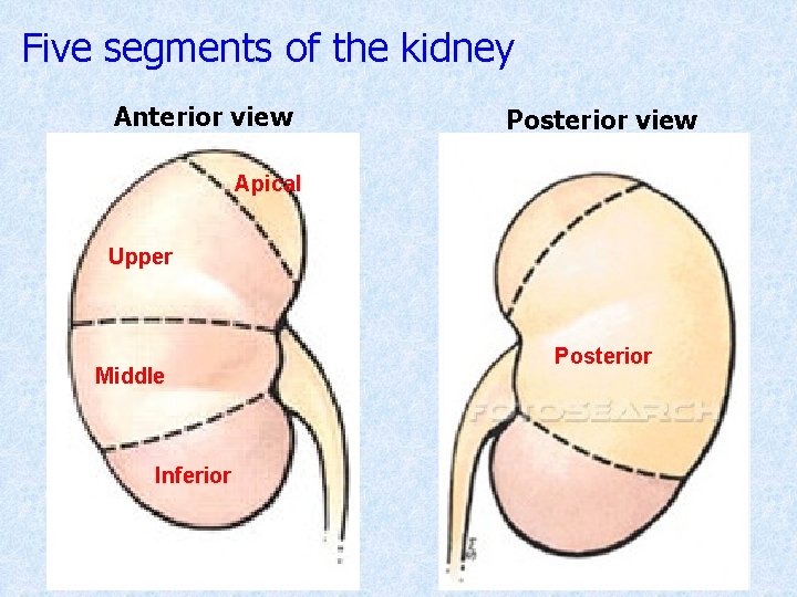 Five segments of the kidney Anterior view Posterior view Apical Upper Middle Inferior Posterior