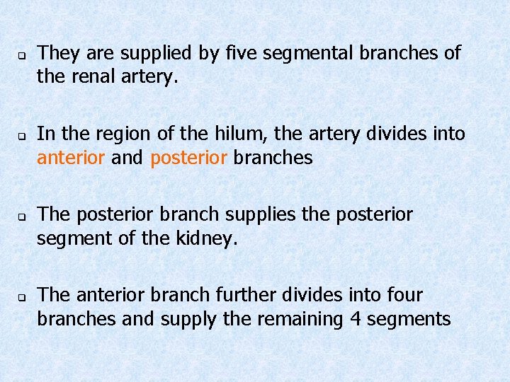 q q They are supplied by five segmental branches of the renal artery. In