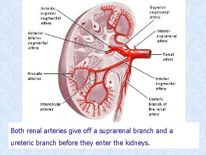 Both renal arteries give off a suprarenal branch and a ureteric branch before they