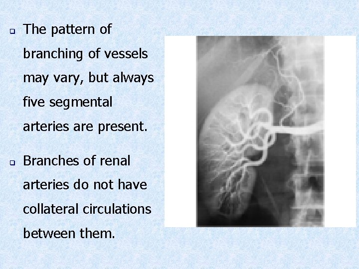 q The pattern of branching of vessels may vary, but always five segmental arteries